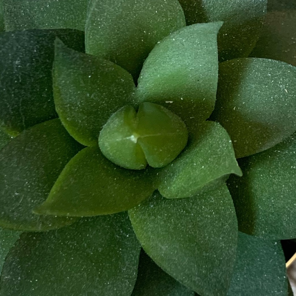 Meet your Posher, Chelsea